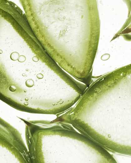 Алоэ вера для волос: как действует в средствах