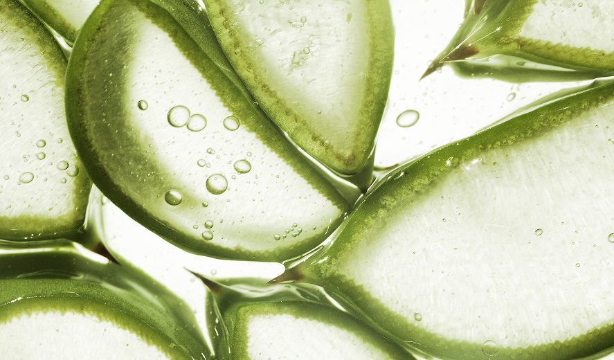Алоэ вера для волос: как действует в средствах